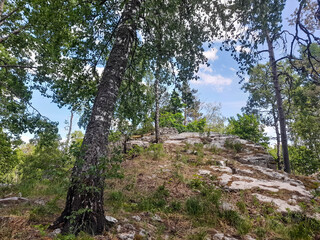Fototapeta premium Forest landscape with rocky hillside. Trees rocky hillside