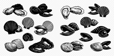 Monochrome engraved set of various seashells including oysters, clams, and mussels on a transparent background. © Akun