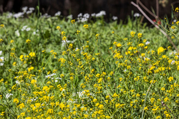 Obraz premium Small yellow wildflowers blooming in the green spring meadow. Mustard is blooming Beit Keshet nature reserve in Israel. Mountains and hills.