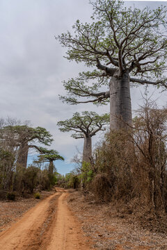 Madagascar, the road N8 in the south east is a sand trak with Baobab trees on both sides.. 