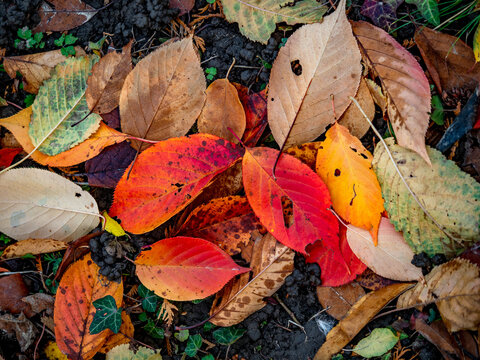 Herbstlich gef&auml;rbte Bl&auml;tter