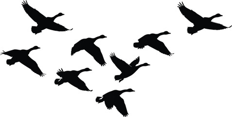 Migrating Canadian Geese Silhouette Flock Flying in V Formation Across Sky for Nature Wildlife Conservation and Seasonal Autumn Bird Migration Graphic Design Element © IconicCreations