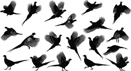 Pheasant silhouettes collection featuring detailed feather patterns in various flight and perched poses, ideal for wildlife design, illustration, and educational creative projects © IconicCreations