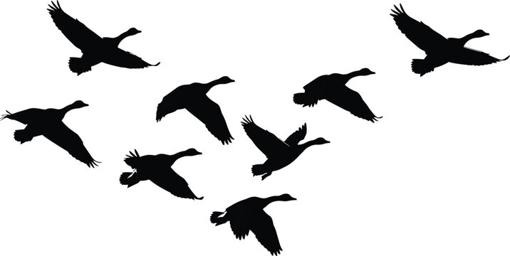 Migrating Canadian Geese Silhouette Flock Flying in V Formation Across Sky for Nature Wildlife Conservation and Seasonal Autumn Bird Migration Graphic Design Element