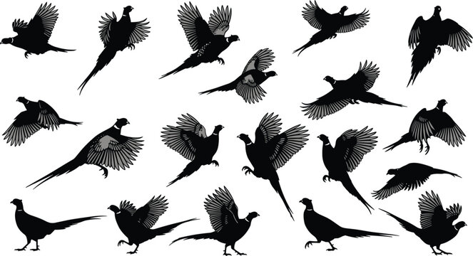Pheasant silhouettes collection featuring detailed feather patterns in various flight and perched poses, ideal for wildlife design, illustration, and educational creative projects