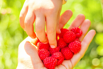 Child's hand taking a fresh raspberry from an adult's palm