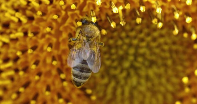 Honey bee collecting nectar and pollen from a sunflower