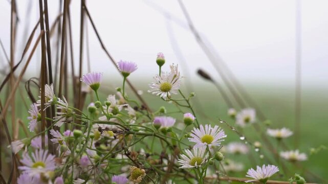 Spring meadow wildflowers bloom in a foggy field with water droplets on petals at sunrise.

