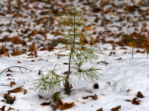  Small pine tree seedling growing through fresh white snow in a winter forest with fallen brown leaves.