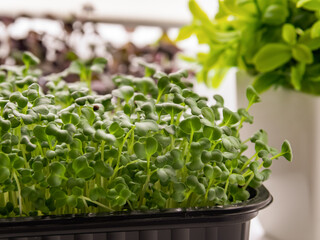 Fototapeta premium Fresh green microgreens growing in a container on a sunny windowsill, healthy organic nutrition and urban farming concept.