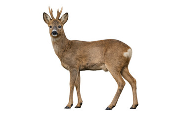 Obraz premium Roe deer buck standing on a transparent background