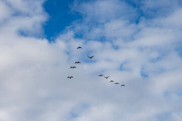 Obraz premium Canada geese (branta canadensis) flying in a V formation with copy space