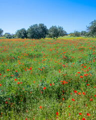 Obraz premium Red poppy field with blue clear sky.