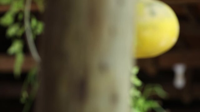 Close up shot of brightly colored hand painted bottle gourds hanging from a wooden ceiling. The colorful decorative gourds are strung up with twine in a rustic setting.
