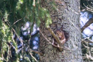Fototapeta premium Red squirrel