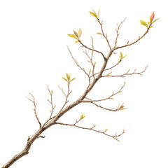 tree branches isolated on white background