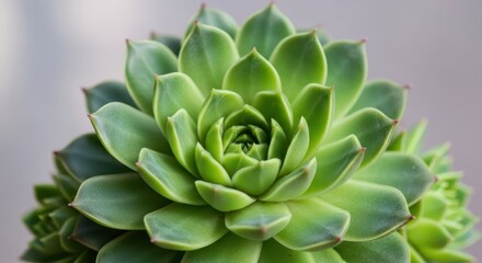 Fototapeta premium A close-up view of a vibrant, healthy green succulent displaying intricate geometric patterns and smooth, waxy surfaces, emphasizing natural elegance, plant, flora, texture