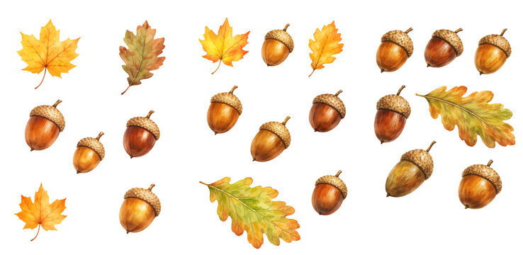 A charming watercolor collection of autumn acorns and fall leaves, including golden oak leaves, vibrant maple leaves, realistic textured acorns, warm brown caps, and soft seasonal color gradients.