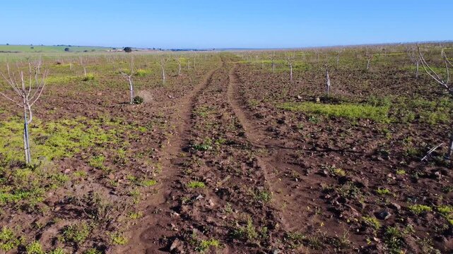 Low-angle drone flight between rows of young pistachio trees at the end of winter dormancy and beginning of spring.