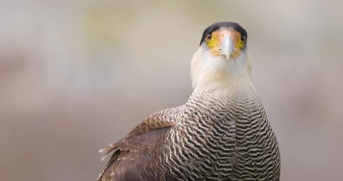 4K video; portrait of an alert Crested Caracara (Caracara plancus) in windy weather, Torres del Paine national park, Chile