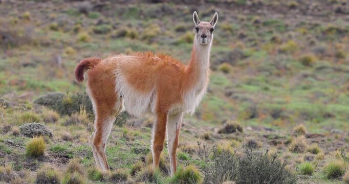 4K video; Closeup of a curious Guanaco (Lama guanicoe) in windy weather, Torres del Paine national park, Chile