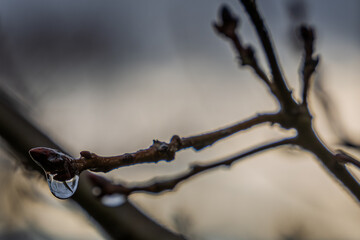 Tropfen h&auml;ngt an einem Zweig bei D&auml;mmerung, sichtbar im Hintergrund k&uuml;hle Farben