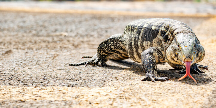 Tegu lizard (Tupinambis), a beautiful and large tegu lizard walking through the streets of a small town in Brazil, natural light, selective focus.