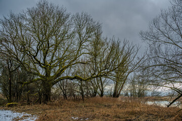 B&auml;ume am Wasser in der D&auml;mmerung mit grauem Himmel und trockenem Gras