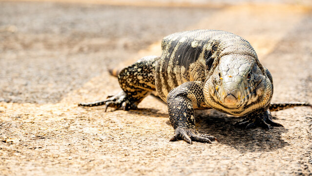 Tegu lizard (Tupinambis), a beautiful and large tegu lizard walking through the streets of a small town in Brazil, natural light, selective focus.