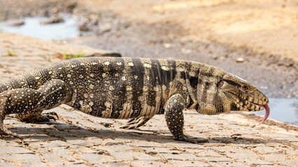 Obraz premium Tegu lizard (Tupinambis), a beautiful and large tegu lizard walking through the streets of a small town in Brazil, natural light, selective focus.