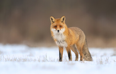 Fototapeta premium Red fox ( Vulpes vulpes ) in winter scenery
