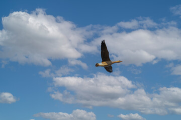 Greater white-fronted goose flying in blue sky with white clouds