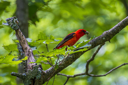 bright Scarlet Tanager Piranga olivacea with a worm on a tree branch