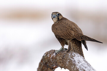 Raróg (Falco cherrug) © Grzegorz