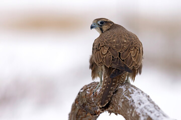 Raróg (Falco cherrug) © Grzegorz