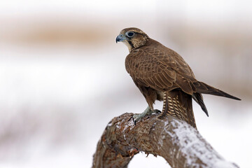 Raróg (Falco cherrug) © Grzegorz