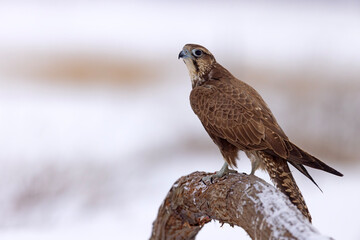 Raróg (Falco cherrug) © Grzegorz