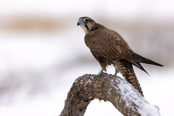 Obraz premium Raróg (Falco cherrug)