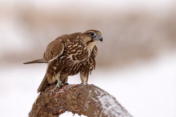 Raróg (Falco cherrug) © Grzegorz