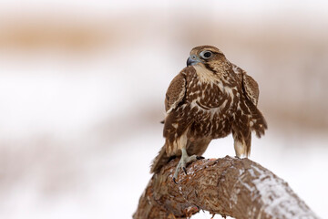 Raróg (Falco cherrug) © Grzegorz