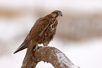 Raróg (Falco cherrug) © Grzegorz