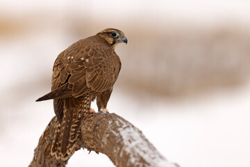 Raróg (Falco cherrug) © Grzegorz