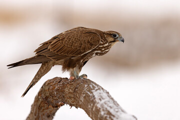 Raróg (Falco cherrug) © Grzegorz