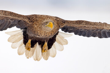 bielik (Haliaeetus albicilla) © Grzegorz