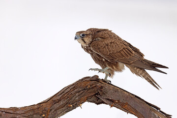 Raróg (Falco cherrug) © Grzegorz