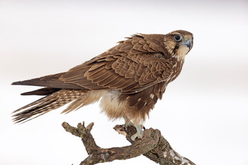 Raróg (Falco cherrug) © Grzegorz