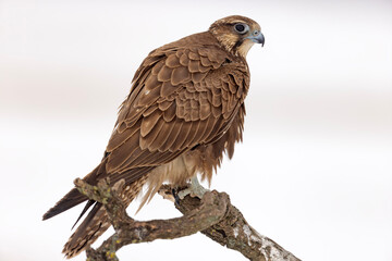 Raróg (Falco cherrug) © Grzegorz