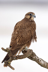 Raróg (Falco cherrug) © Grzegorz