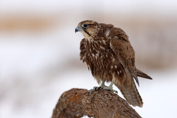 Raróg (Falco cherrug) © Grzegorz