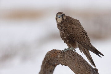 Raróg (Falco cherrug) © Grzegorz